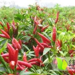 西华红太阳辣椒个大 外形饱满 色泽佳