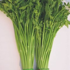 本基地全年为全国新老客户大量供应芹菜