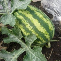 讷河西瓜口感好 含糖量高 耐运输