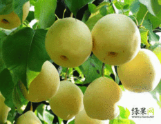 汾阳梨著名品种 甘甜可口又实惠 品种多