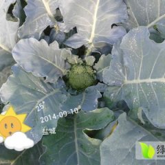 东台西兰花营养丰富 口感绝佳 欢迎订购