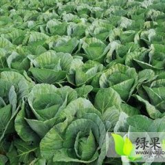 河北保定清苑包菜（圆白菜）收购指南