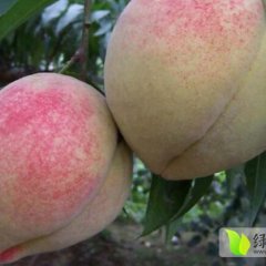 2014山东蒙阴蜜桃9月15日最新报价