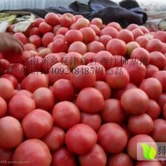 河南粉红西红柿以个大色好 果型好 耐运输