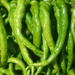 青州辣椒大量上市 欢迎前来选购