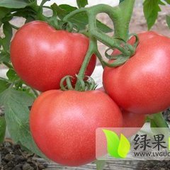 莘县西红柿大量上市 硬度大 质量高 量大。价格