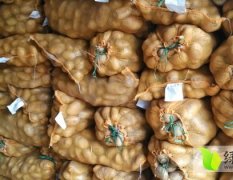 山东肥城荷兰十五土豆种 种薯品种优良