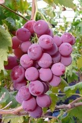 陕西红提葡萄已经大量上市 欢迎订购