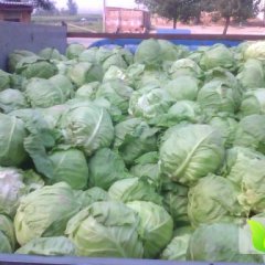 清苑甘蓝种植面积大 质量有保证 价格低
