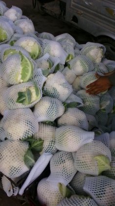 本地菜花大量上市 菜紧色洁白 商品性强