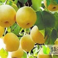蒲城酥梨酥脆爽口 汁多渣少 色泽鲜艳