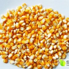 雁江玉米无虫 粒长轴细 籽粒大品质较佳