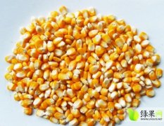 雁江玉米无虫 粒长轴细 籽粒大品质较佳