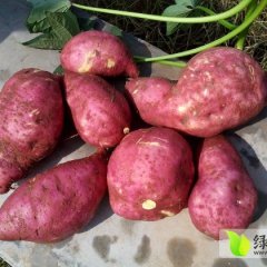 临沭大量苏薯八号上市 欢迎采购 量大从优