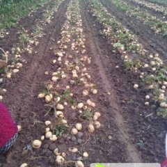 公主岭土豆个头大 皮毛亮 麻皮黄壤
