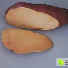 山东临沭苏薯8号红薯名扬天下