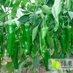 夏邑辣椒品种齐全 颜色光泽鲜亮 个头均匀