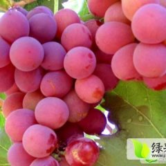 敦煌红提葡萄绿色食品 口感纯正无酸涩味
