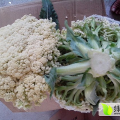 沛县白面青梗松花菜食用爽脆可口 花球松散而白