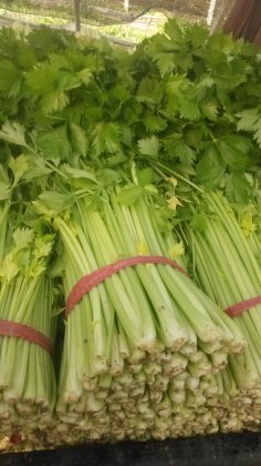 江苏铜山皇妃芹菜香甜可口 绿色无公害