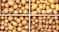 集宁马铃薯种薯保质保量 欢迎来实地考察