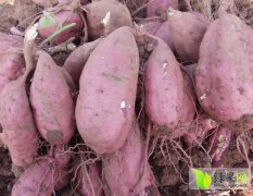 河南红薯低价批发销售红薯 产品绿色健康