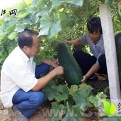 河南冬瓜种植面积大 个头大 味道鲜美