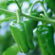 山东万亩芜湖椒开始大量上市 质量上乘 品种齐全