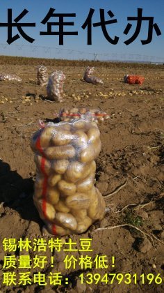 锡林浩特土豆皮色黄亮 淀粉含量高