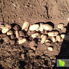 我基地有1000亩夏波蒂正在收获 质量好 价格合适