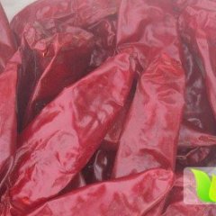 鲜辣椒大量上市 欢迎各位朋友前来收购