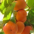 大荔范家日本甜柿子果实扁圆 货源充足