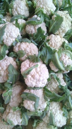 东昌府聊城菜花大量上市 欢迎前来考察采购