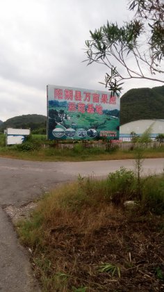 阳朔万亩甘蔗种植地 欢迎来实地考察