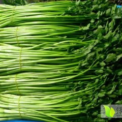 济宁芹菜品种齐全 质优色泽亮 口感清脆