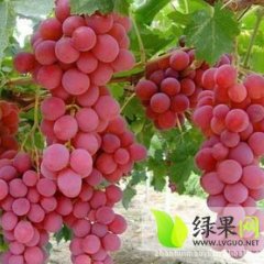 甘肃敦煌红提葡萄颜色靓丽 香甜可口