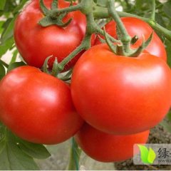 费县西红柿面积大 货源足 品质优