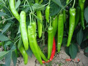 山东费县山东辣椒品质优良 欢迎采购