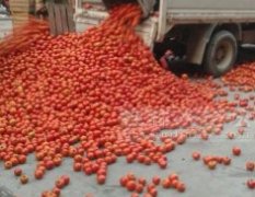 罗城大量供应西红柿 0.25--0.30元/斤