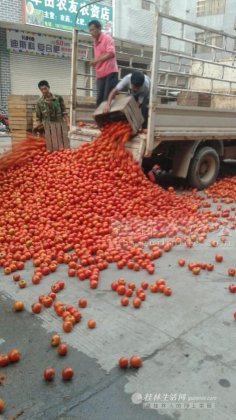 罗城大量供应西红柿 0.25--0.30元/斤