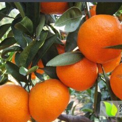 供应 柑橘之乡，湖南复兴厂镇，个大皮亮口感好