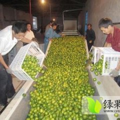 澧县果色金黄 皮薄肉嫩 食不存渣