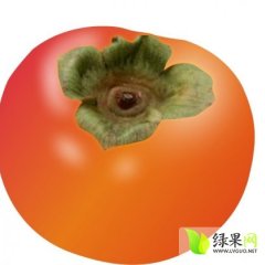 万荣柿子大量出售 价格面议 紧急销售