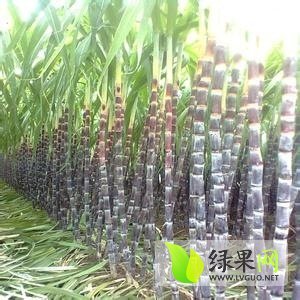 2014年广西龙州黑皮果蔗价格
