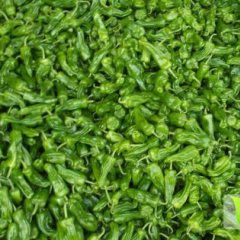 沭阳出售苏椒五号辣椒 欢迎前来洽谈