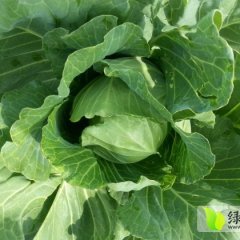 莱西蔬菜颜色翠绿 质地结实 品质优良