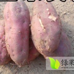 山东特产红皮红心红薯 大量批发价格低廉