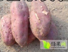 山东特产红皮红心红薯 大量批发价格低廉