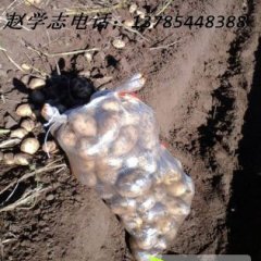 河北围场荷兰十五土豆品质优良