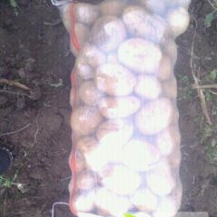 围场克新一号土豆个体匀称 清脆爽口